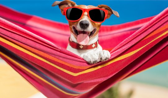 dog on hammock